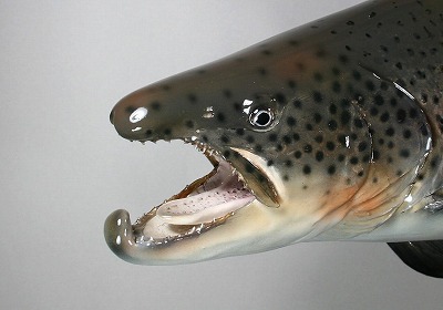 ブラウントラウト剝製4　顔