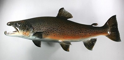 ブラウントラウト剝製4　体側下が茶色の魚体