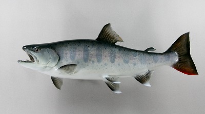 ヤマメ剥製8　魚体