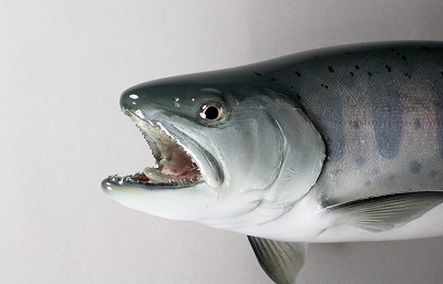 ヤマメ剥製8　顔