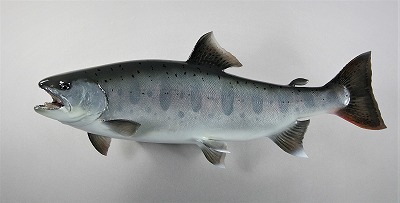 ヤマメ剥5　銀色に輝く魚体