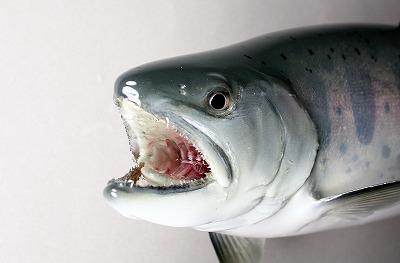 ヤマメ剥製8　口の中アップ顔