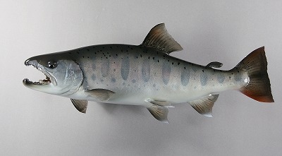 ヤマメ剥製3　魚体