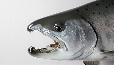 ヤマメ剥製3　顔鼻先が曲がりだす