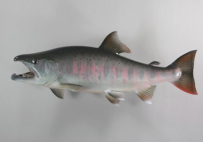 ヤマメ剥製4　魚体に薄くピンク色