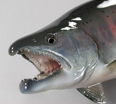 ヤマメ剥製4　鼻先が伸び下あごが厳つくなる秋の顔