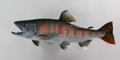 ヤマメ剥製6　オレンジの婚姻色の美しい魚体