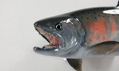 ヤマメ剥製6　オレンジの婚姻色顔