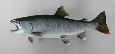 ヤマメ剥製7　魚体