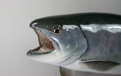 ヤマメ剥製７　顔