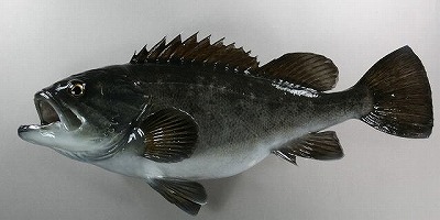 海水魚剥製　ソイ