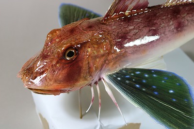 海水魚剥製　ホウボウ