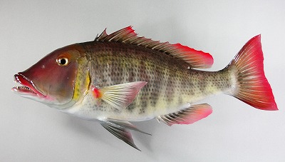 海水魚剥製　フエフキダイ