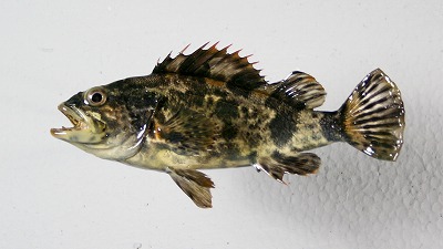 海水魚剥製　カサゴ