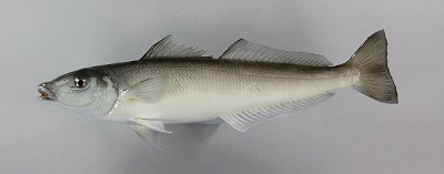 海水魚剥製　キス