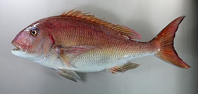 海水魚剥製真鯛