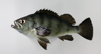 海水魚剥製　メバル