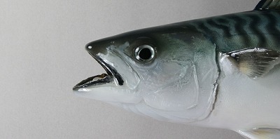 海水魚剥製　サバの顔