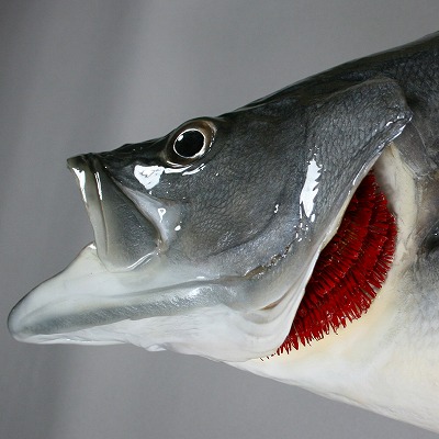 海水魚剥製　エラのアップ