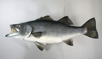 海水魚剥製　スズキ