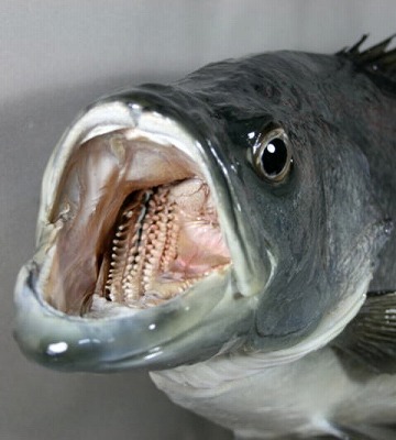 海水魚剥製　スズキ口の中アップ