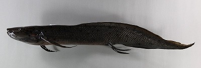 観賞魚剝製　ハイギョ魚体