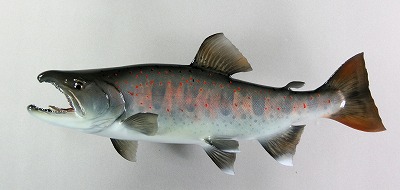 淡水魚剝製　アマゴ