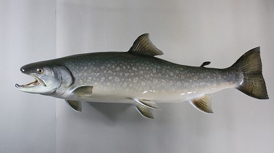 淡水魚剝製　アメマス