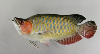 観賞魚剝製　アロワナ　ゴールド魚体