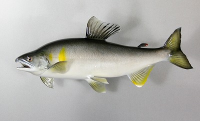 淡水魚剝製　アユ