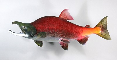 淡水魚剝製　ベニザケ