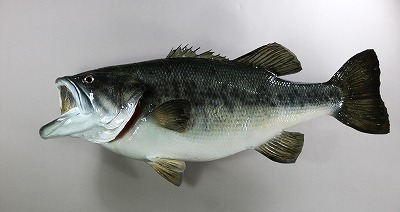 淡水魚剝製　ブラックバス