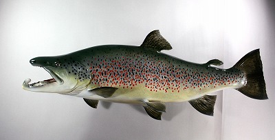 淡水魚剝製　ブラウントラウト