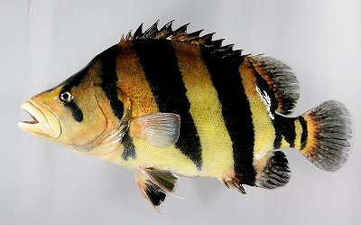 観賞魚剝製　ダトニオ魚体
