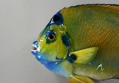 観賞魚剝製　エンジェルフィッシュ顔