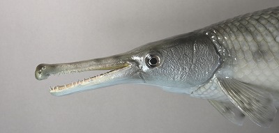 観賞魚剝製　ガー顔