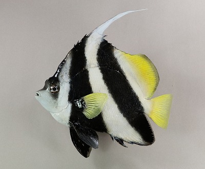 観賞魚剝製　ハタタテダイ魚体