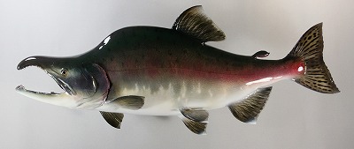 淡水魚剝製　カラフトマス