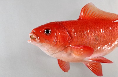 観賞魚剝製　金魚顔