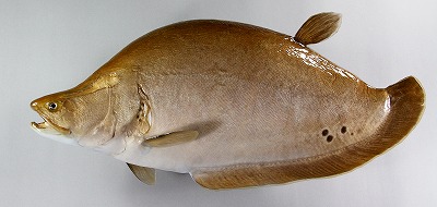 観賞魚剝製　ナイフフィッシュゴールド魚体