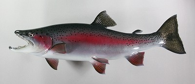 淡水魚剝製　ニジマス