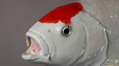 観賞魚剝製　錦鯉白に赤　顔