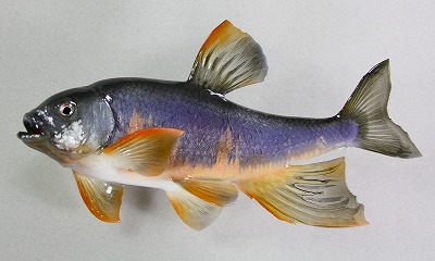 淡水魚剝製　オイカワ