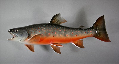 淡水魚剝製　オショロコマ