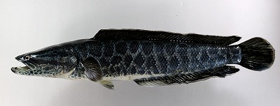 淡水魚剝製　ライギョ