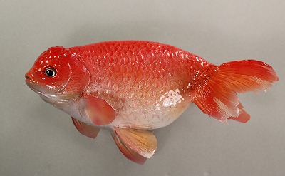 観賞魚剝製　ランチュウ魚体