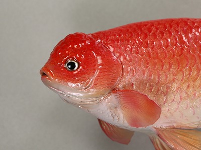 観賞魚剝製　ランチュ顔