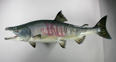 淡水魚剝製　サケ